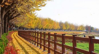 Dịch thuật tiếng Nhật Bảng Điểm – Học Bạ